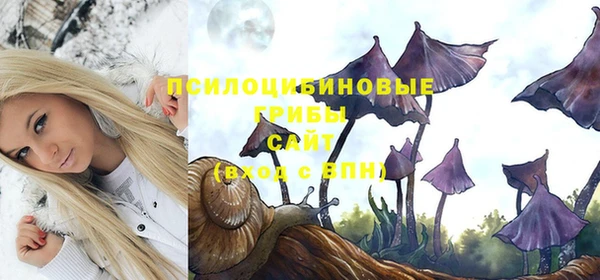 стаф Каменка